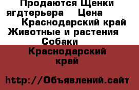 Продаются Щенки ягдтерьера  › Цена ­ 12 000 - Краснодарский край Животные и растения » Собаки   . Краснодарский край